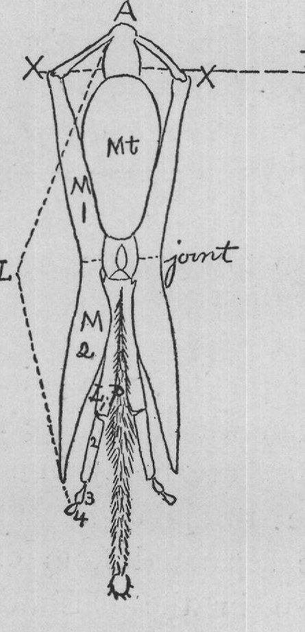 it is a short tube, closed above by the maxillæ, below by