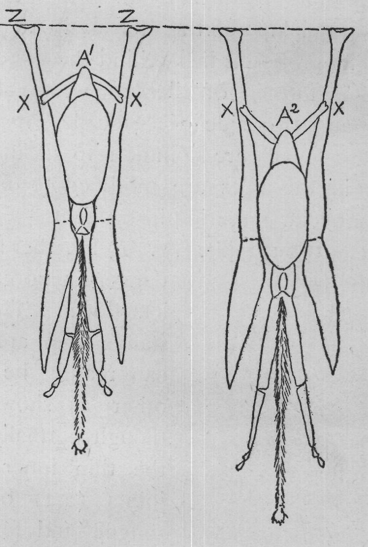 the palpi. When by a remarkable contrivance the labial
