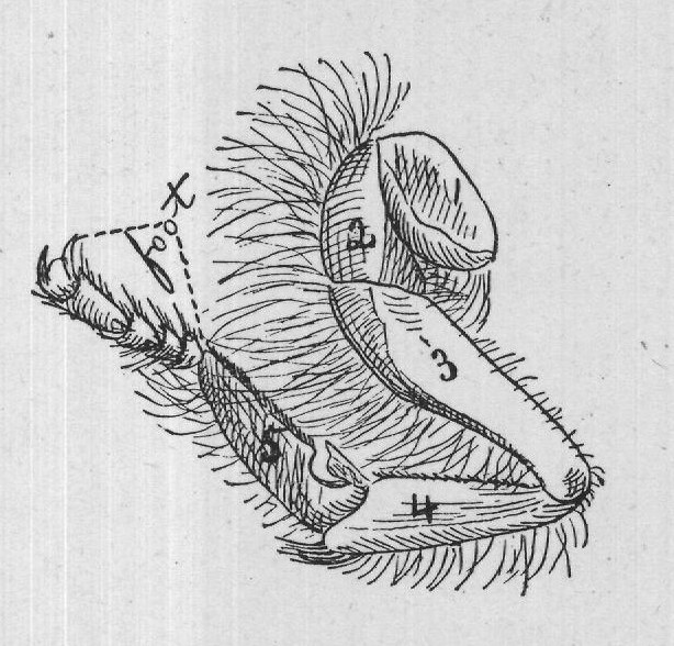 The third joint (3), or femur, is