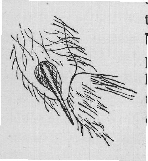 branched hairs there and frequently