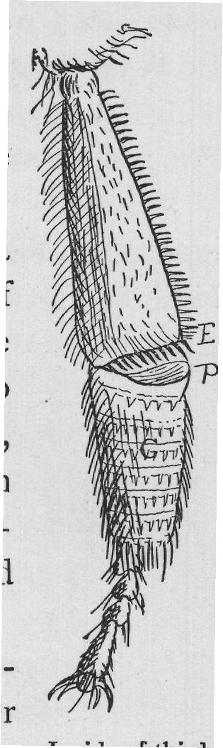 tween the body and these combs; the upper