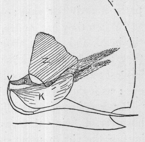 The Sting: Bee-poison — from The Honey-Makers (1899)
