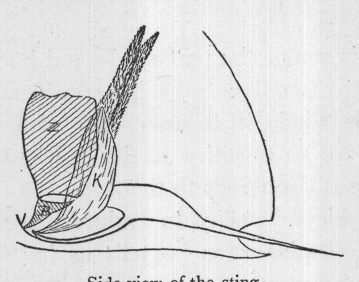 Side view of the sting.