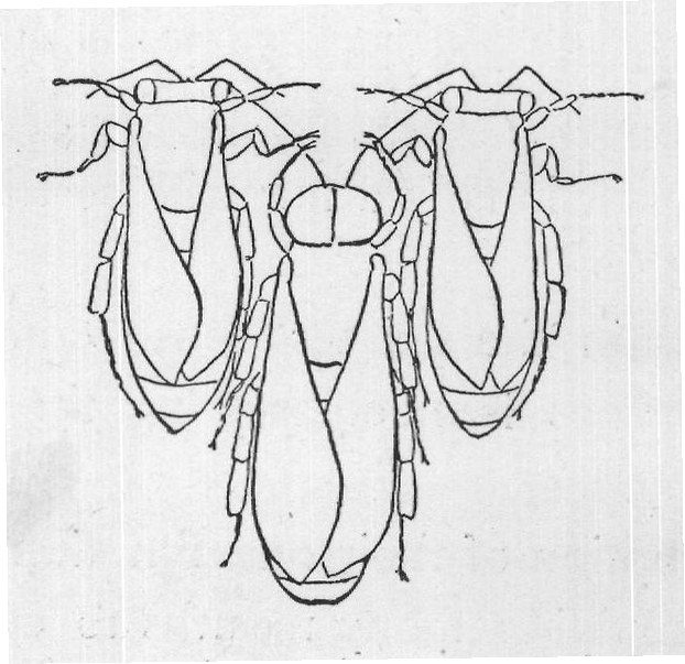 The Drone: Bees — from The Honey-Makers (1899)