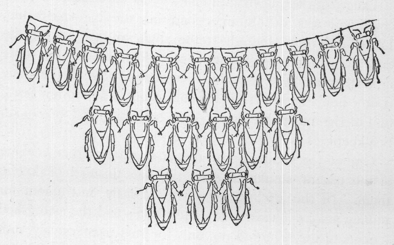 manipulations of their owner and soon learn to know him.