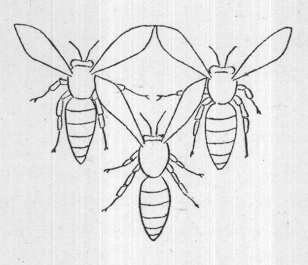 In Greece and Italy: Plato — from The Honey-Makers (1899)