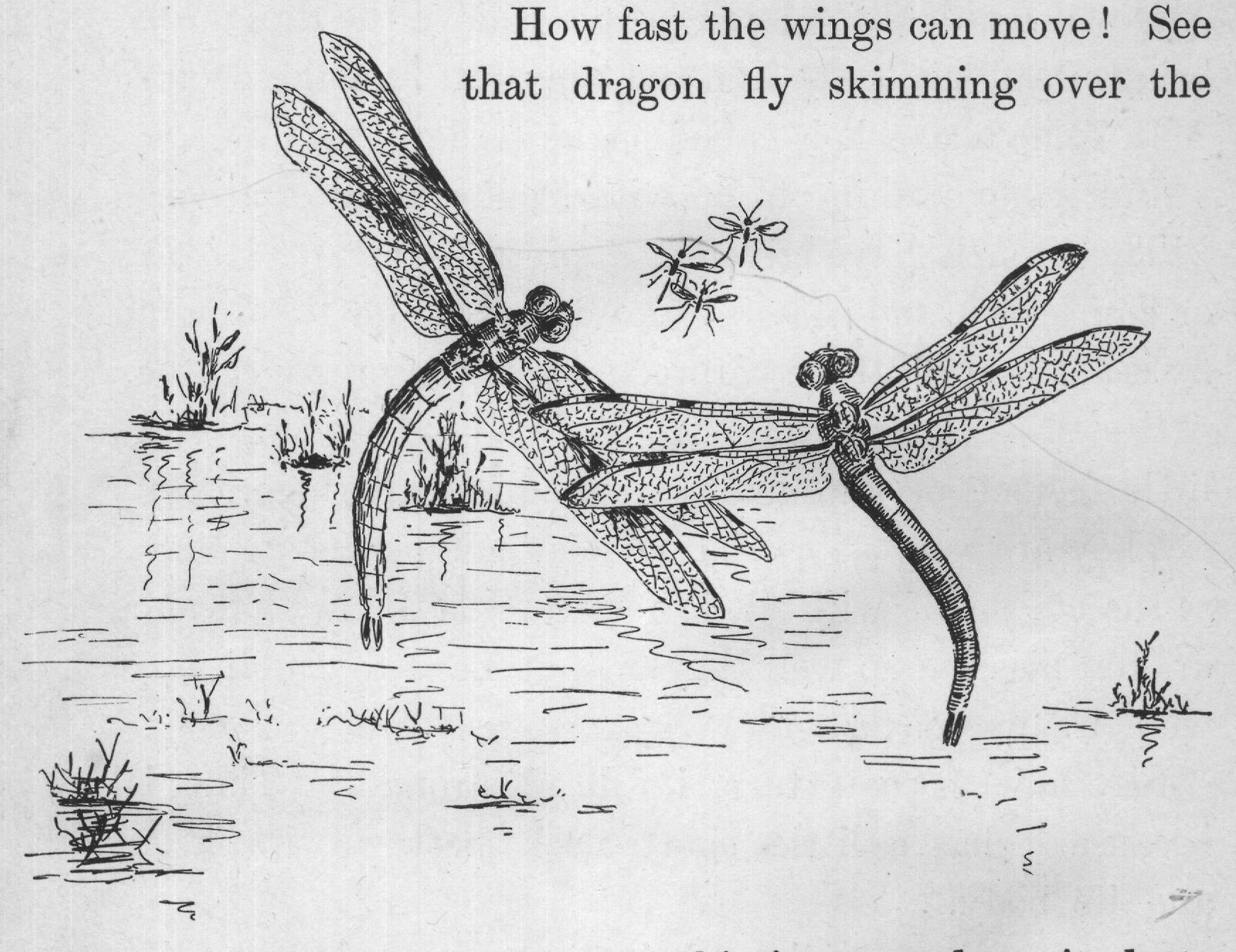 pond; its wings make a whizzing sound as it darts
