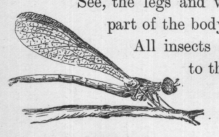 It is the long abdomen that