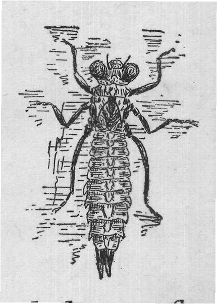 It will some day become a shiny-winged dragon fly