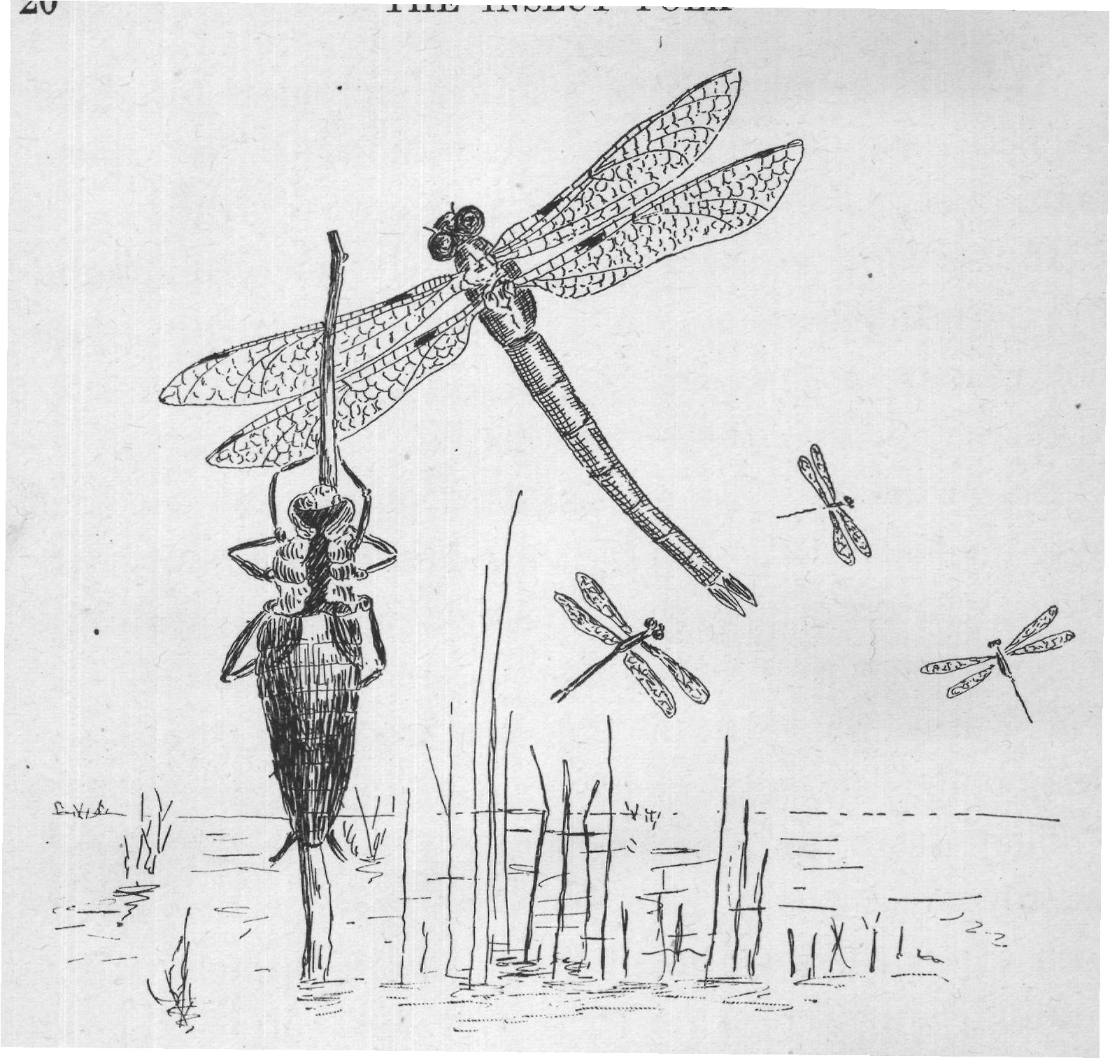 It climbs up a weed or a stick until it is clear out