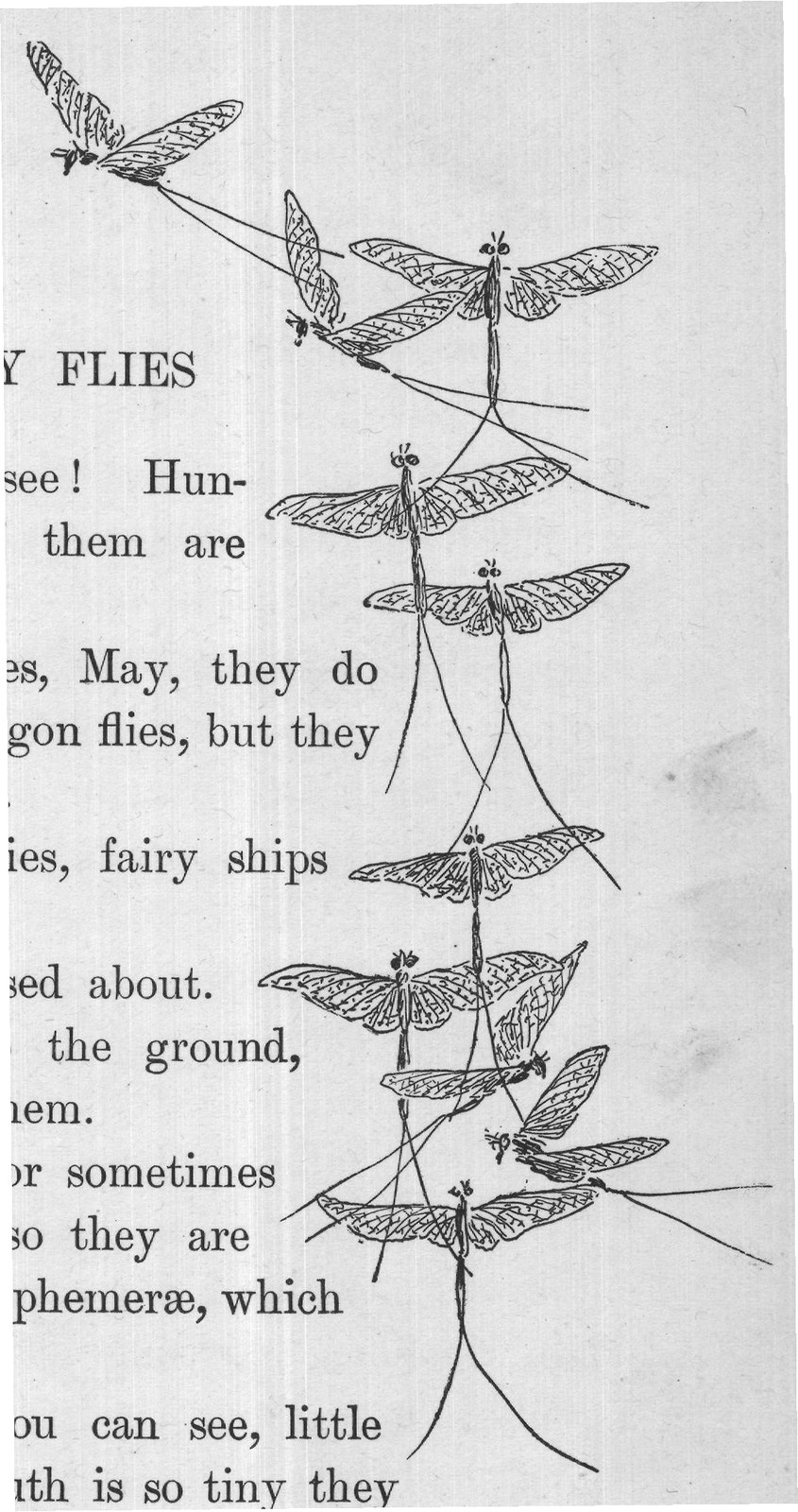 Strange little beings to come into the