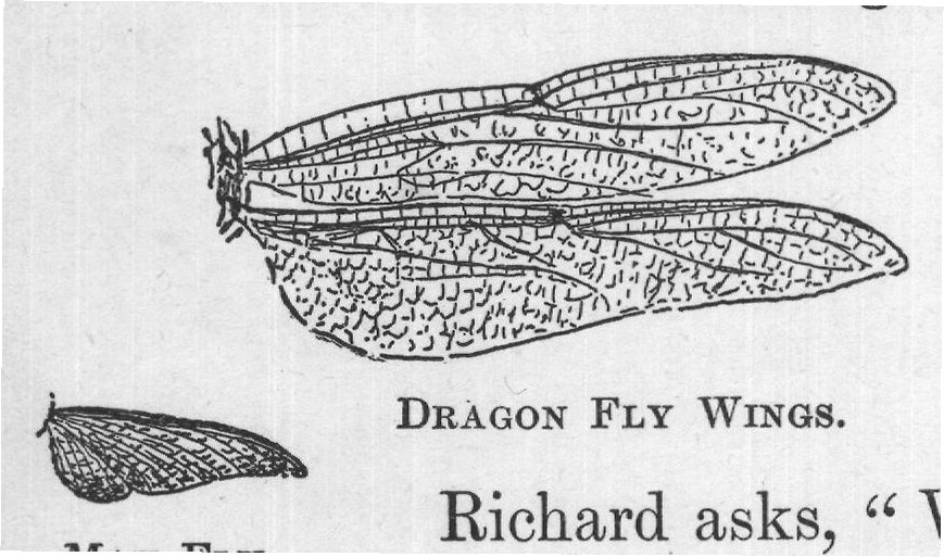 MAY FLY