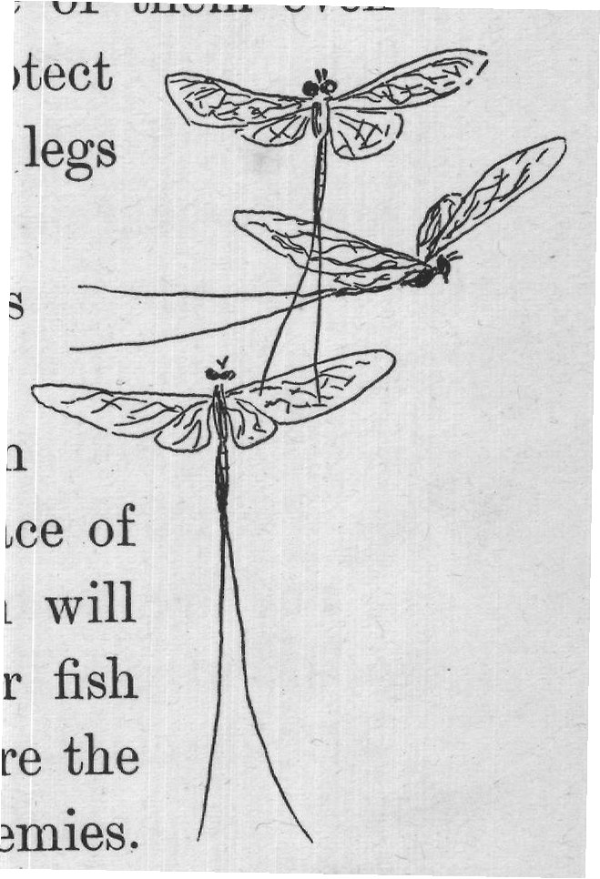 May flies to escape these ravenous enemies.