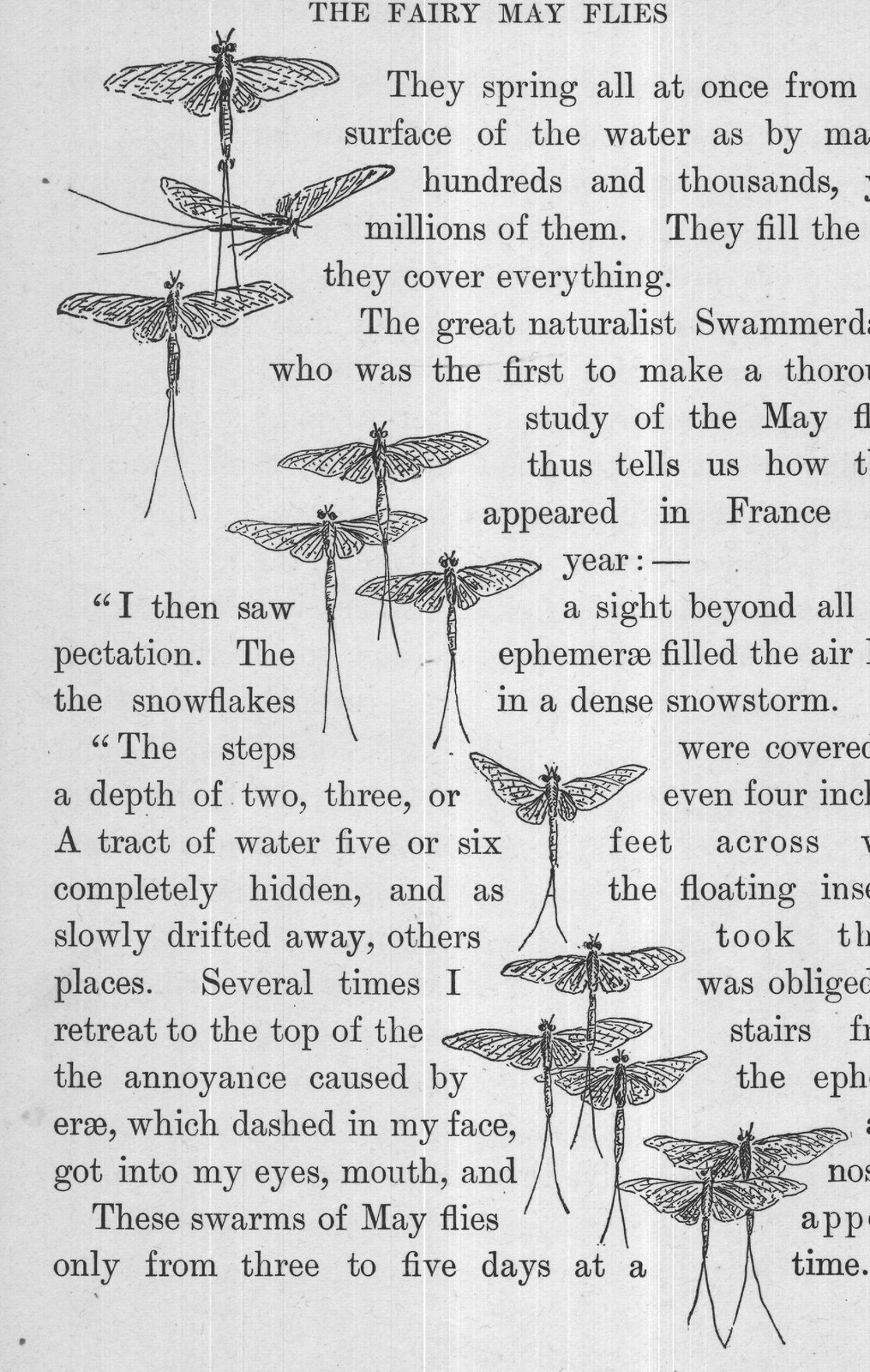 THE FAIRY MAY FLIES