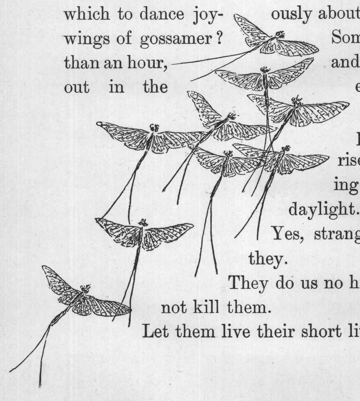 and beautiful little creatures have but a few hours in