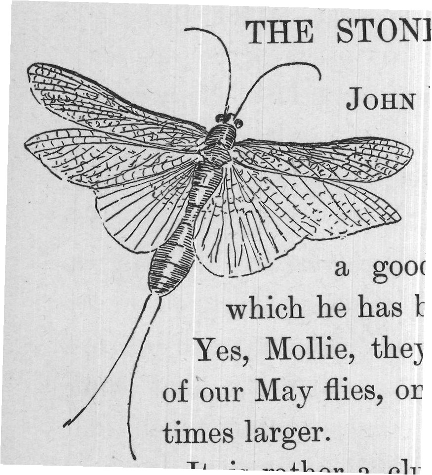 It is rather a clumsy creature in spite of its