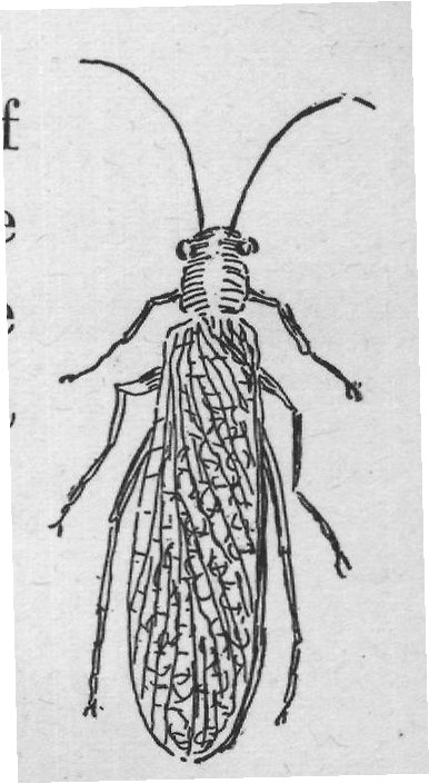 flies, or any other luckless insect infants it can capture.