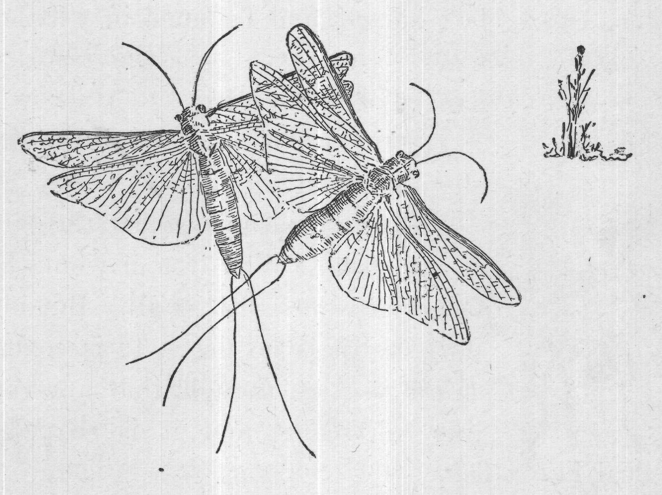 The Stone Fly Folk — from The Insect Folk (1903)