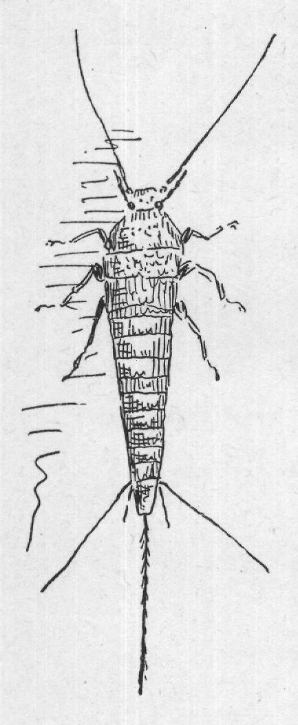 like fish scales, and it is shaped a good