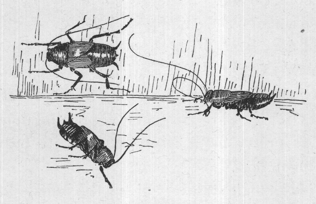 The Old Cockroaches: England — from The Insect Folk (1903)