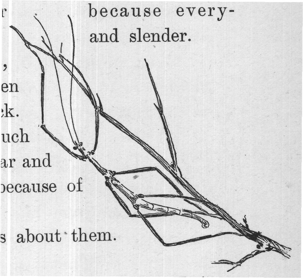 Oh, yes, it is standing on that brown twig. It is so