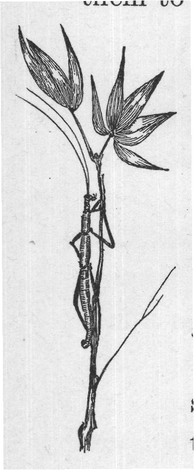 known insects, some being nearly a foot long. Just