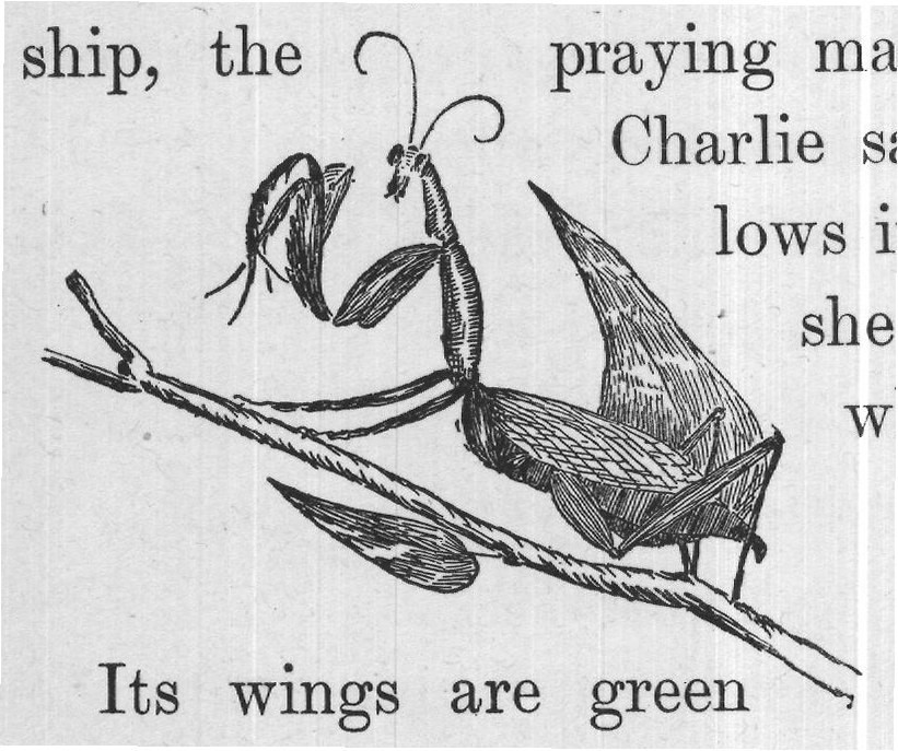 about among the foliage
