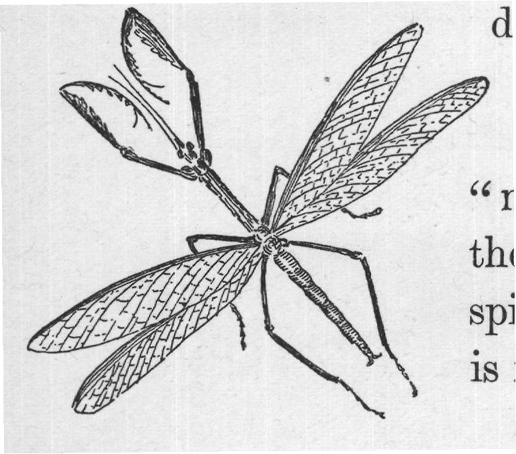 The mantis is also called a devil-