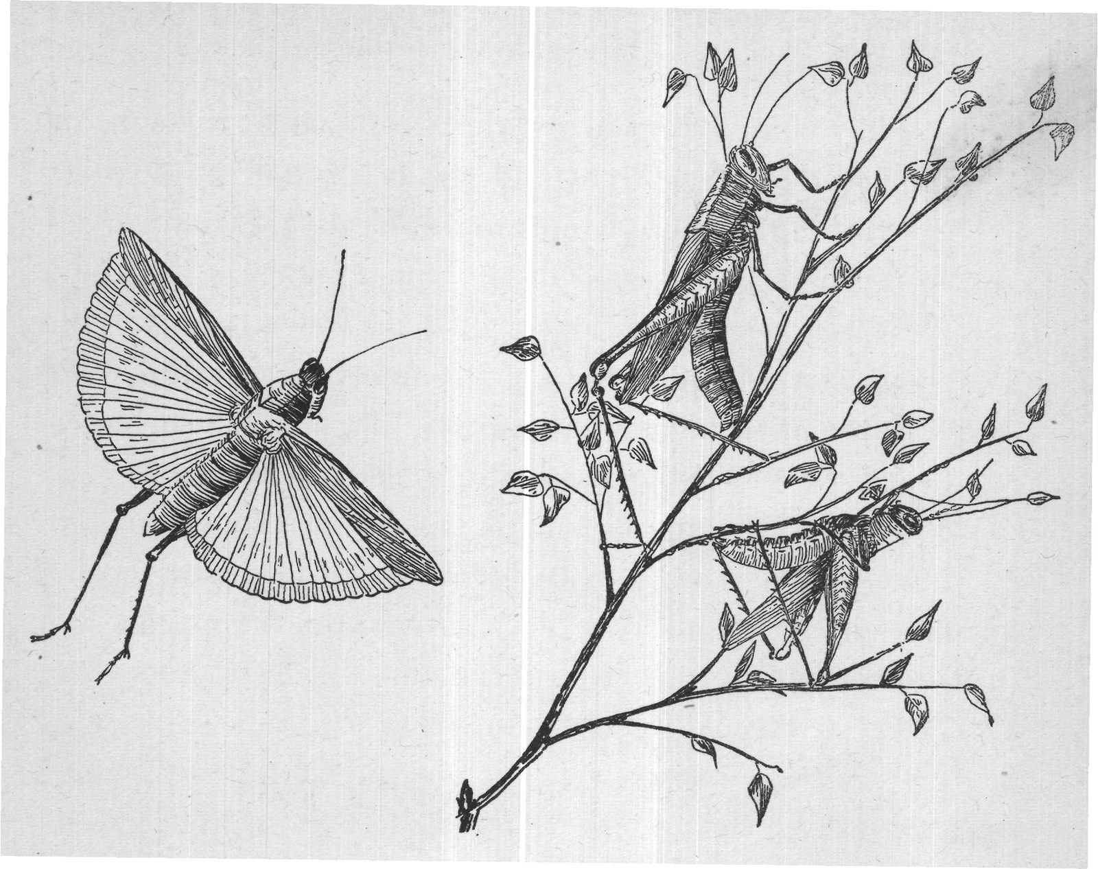 THE GRASSHOPPER TRIBES
