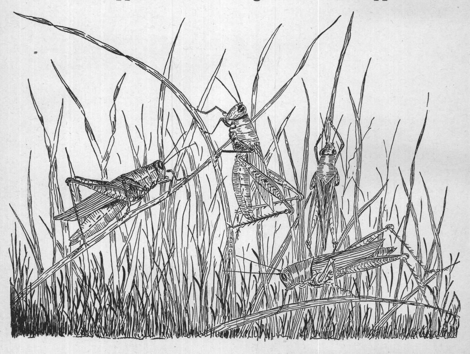Grasshoppers and The Longhorned Grasshoppers.