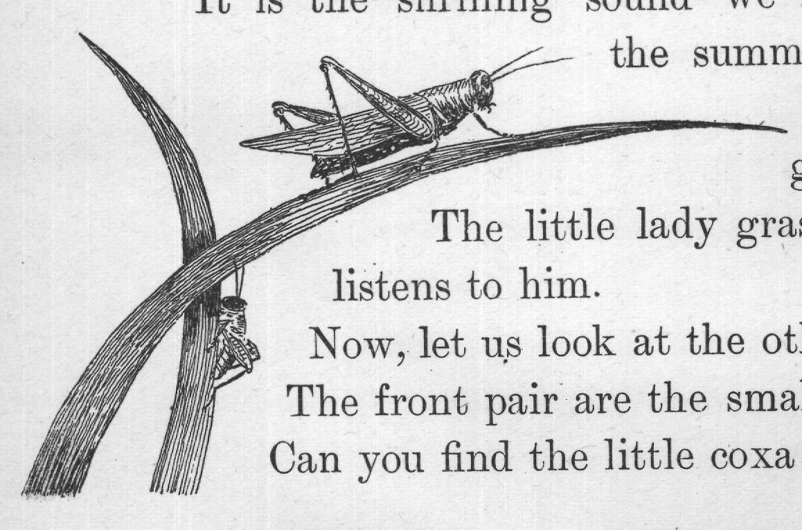 It is the shrilling sound we hear in the grass in