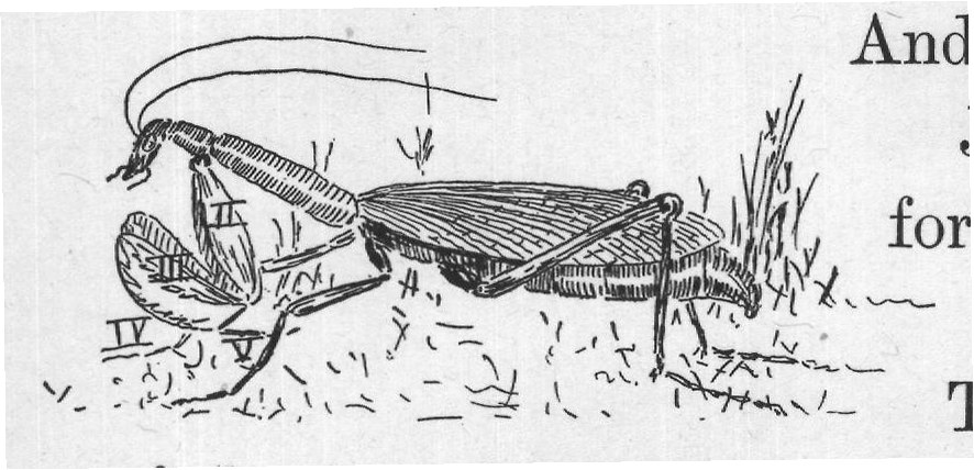 of the front legs, that do not touch the ground at all.