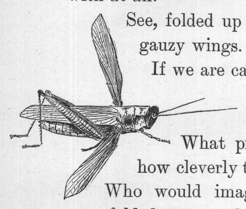 were folded away under the hard, stiff roof wings.