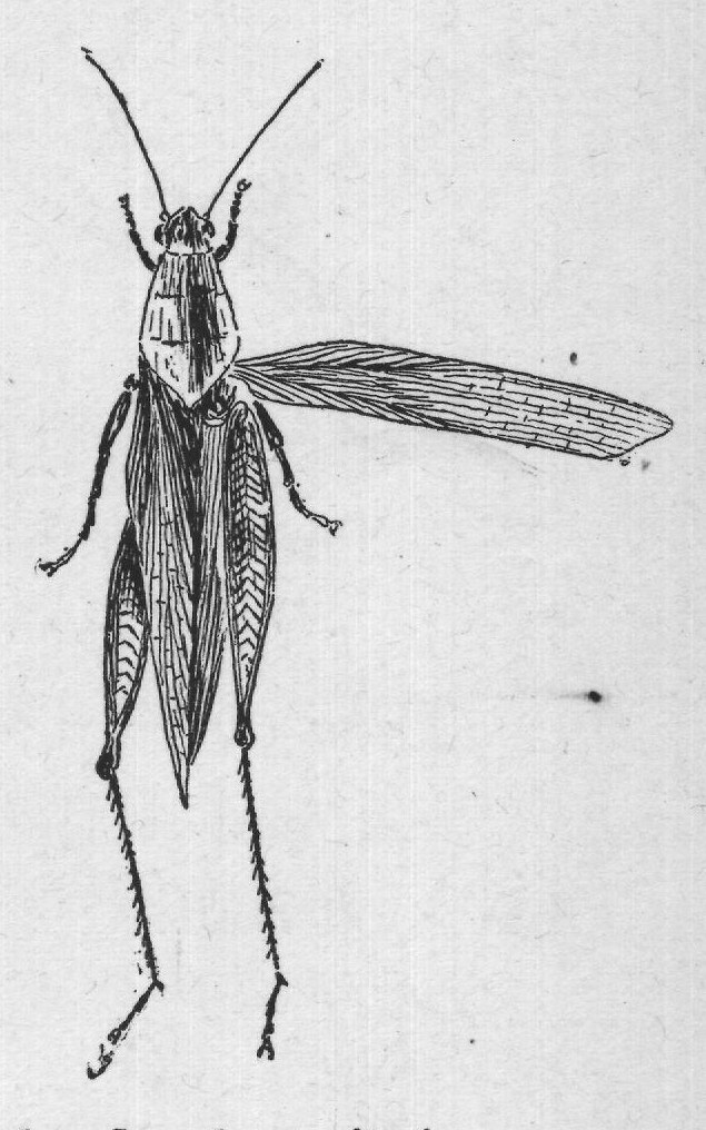 It moves the inner wings very fast indeed when it is