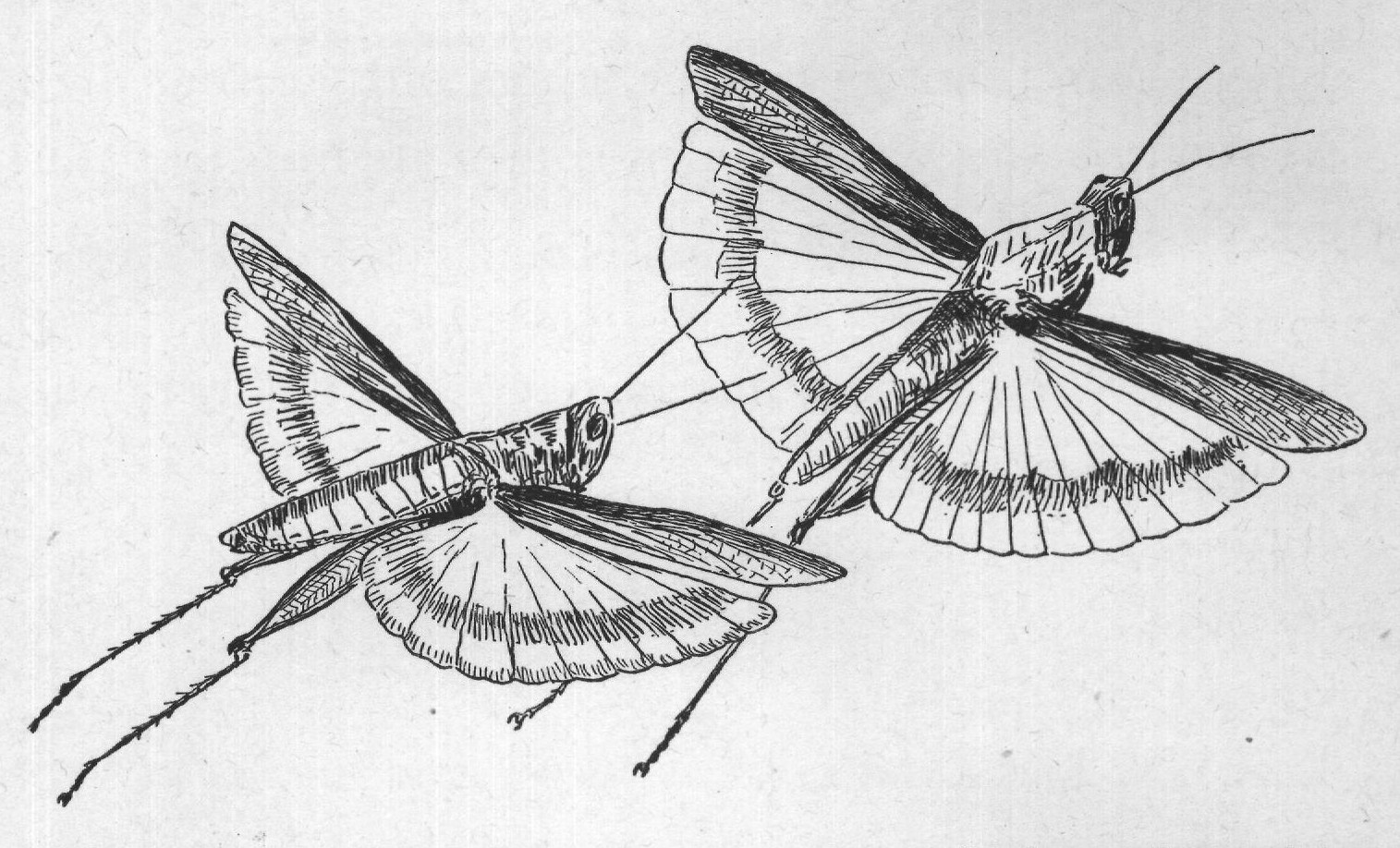 Then it unlocks the wing covers and they shut down