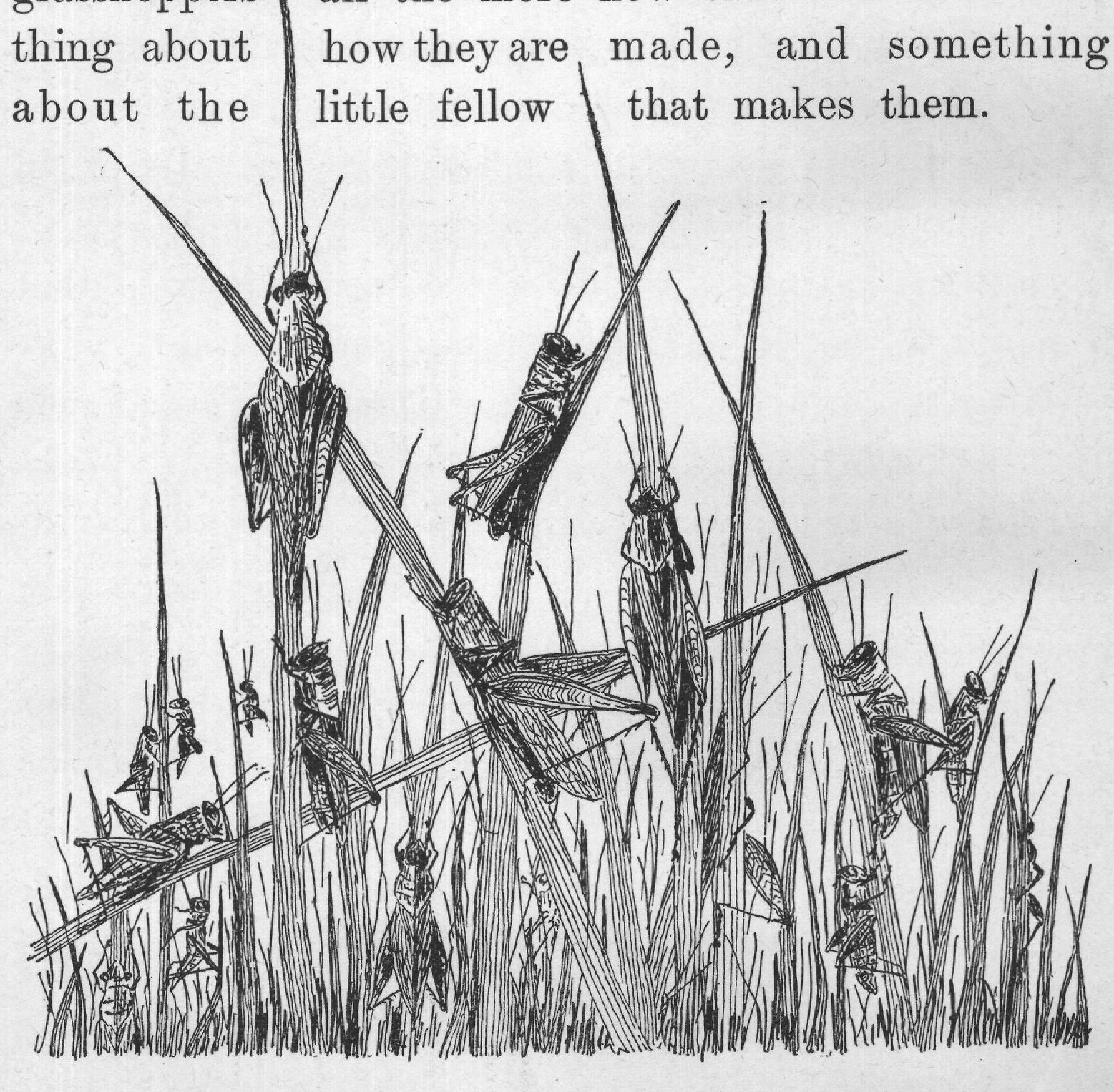 grasshoppers all the more now that we know some-
