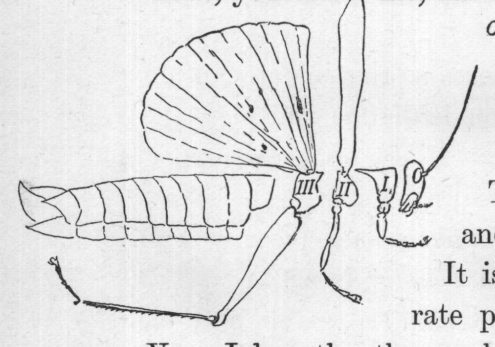 Yes, John, the thorax has three segments. They