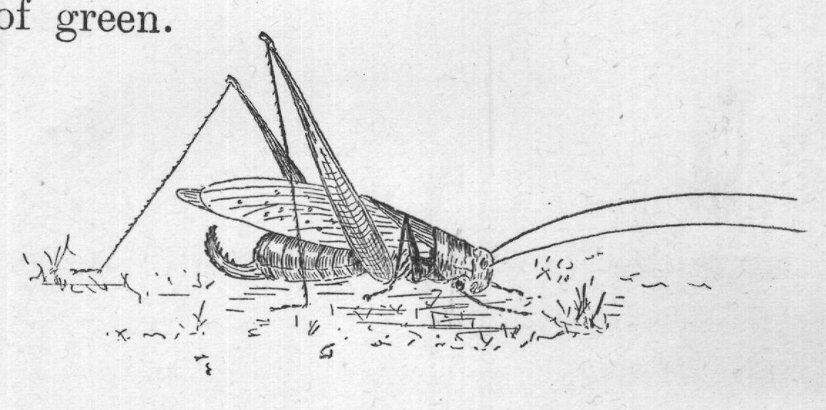 Now, my little katydid, you may fly away if you