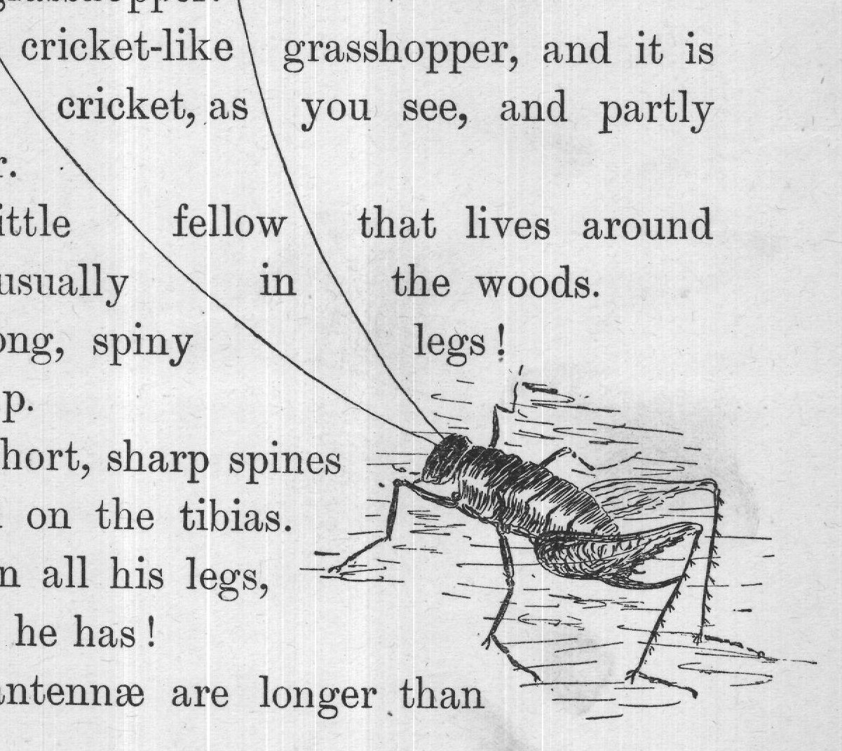 long legs of a grasshopper.