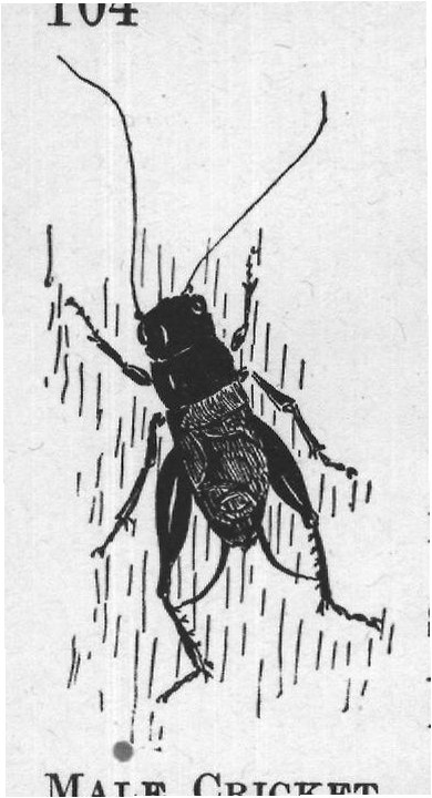 MALE CRICKET.