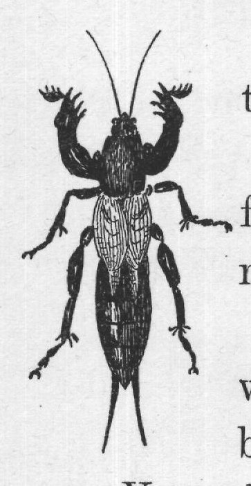 You all have seen the little tree cricket, but you