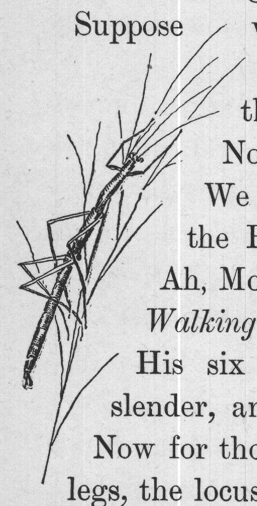 legs, the locusts and katydids and crickets.
