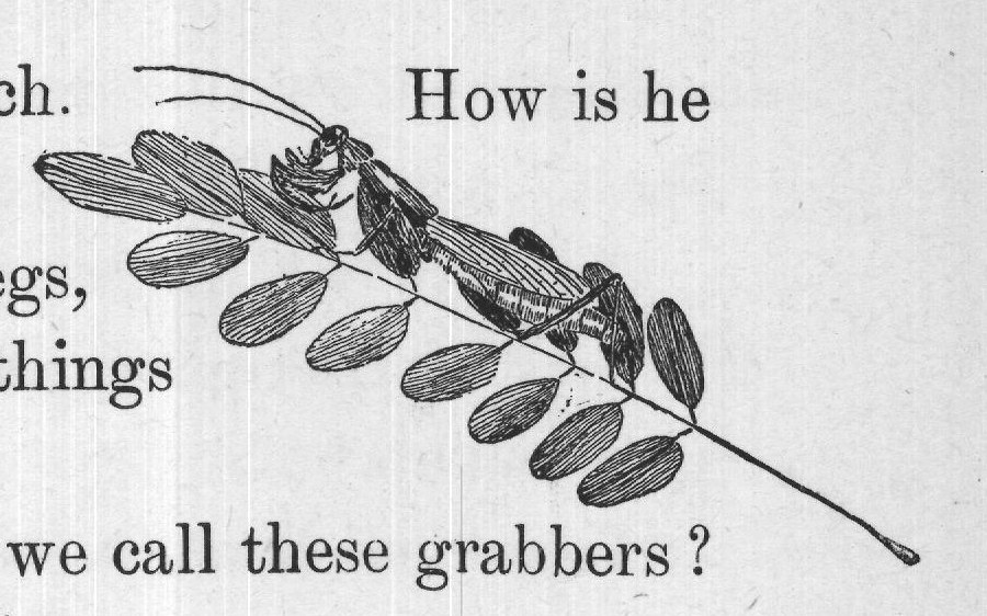 The Grabbing Orthoptera, Ned says.