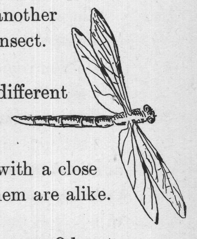I do not know why they have the name Odonata.