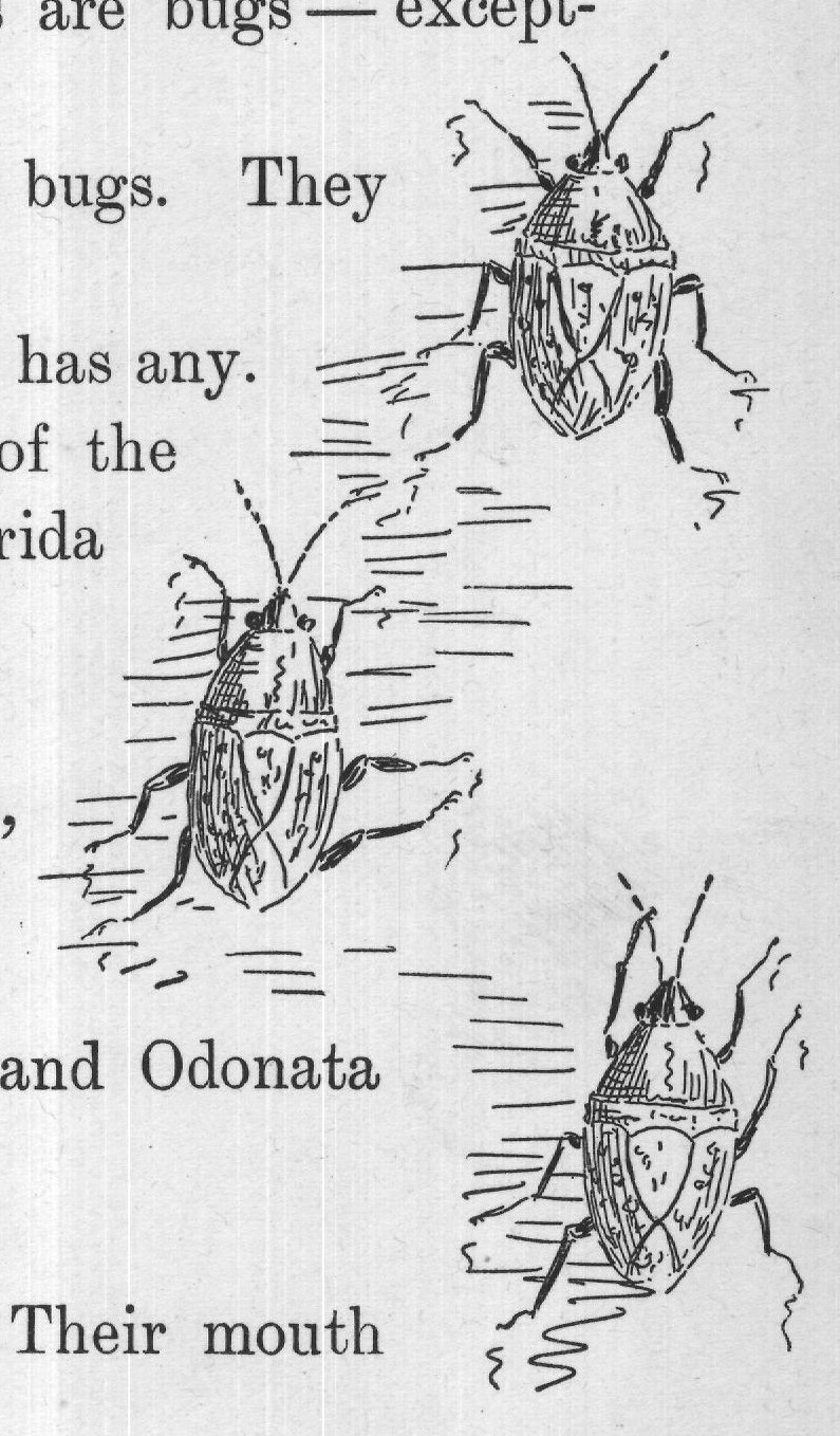 Indeed, no insects are bugs - except-