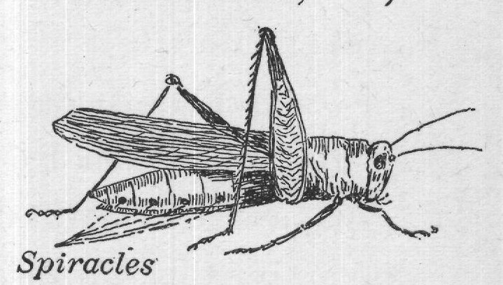 Spiracles