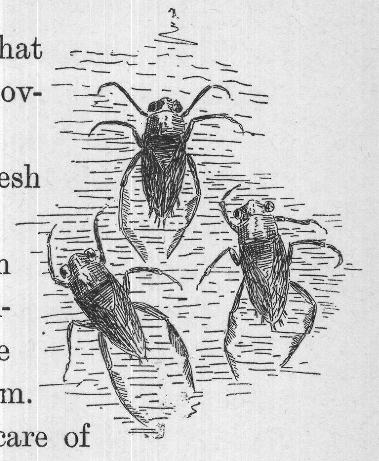 themselves, if they are nothing but little bugs.