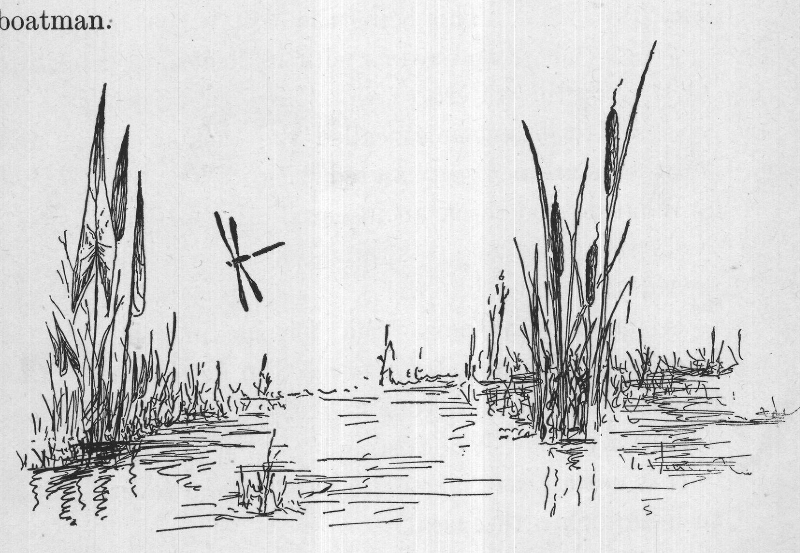 boatman: