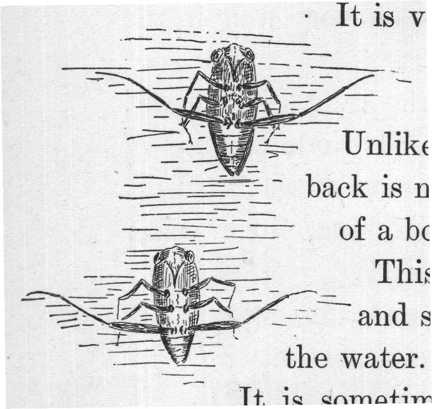 It is sometimes called the back-swimmer, and