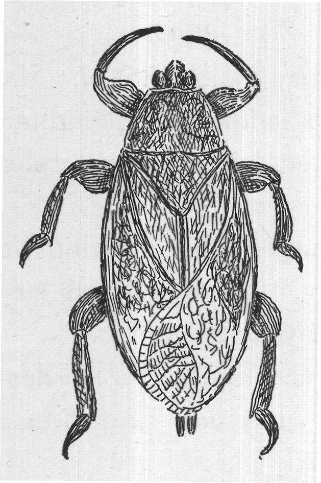 A GOOD many kinds of bugs live in the water, but